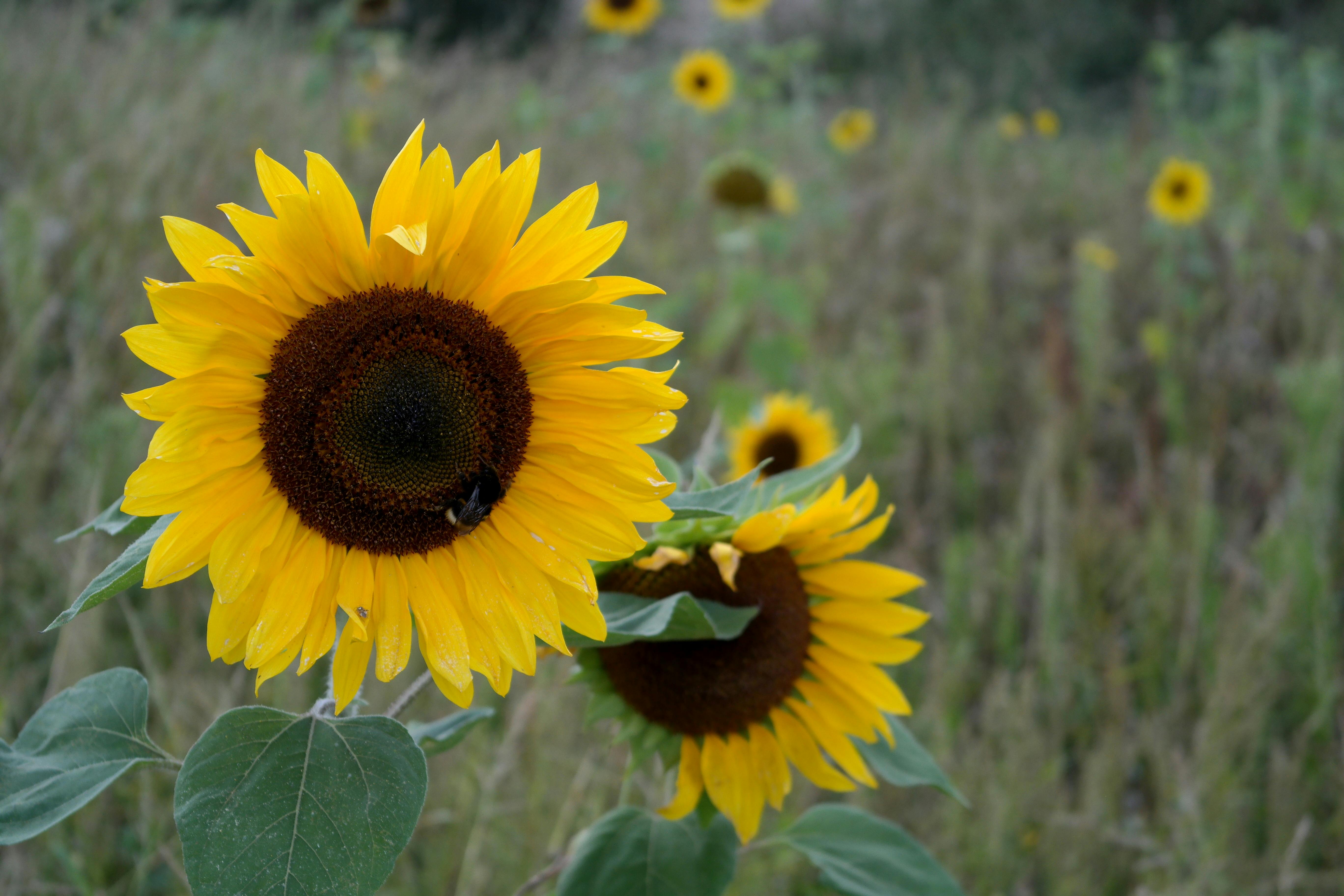 Photo de LA TIT’ FERME