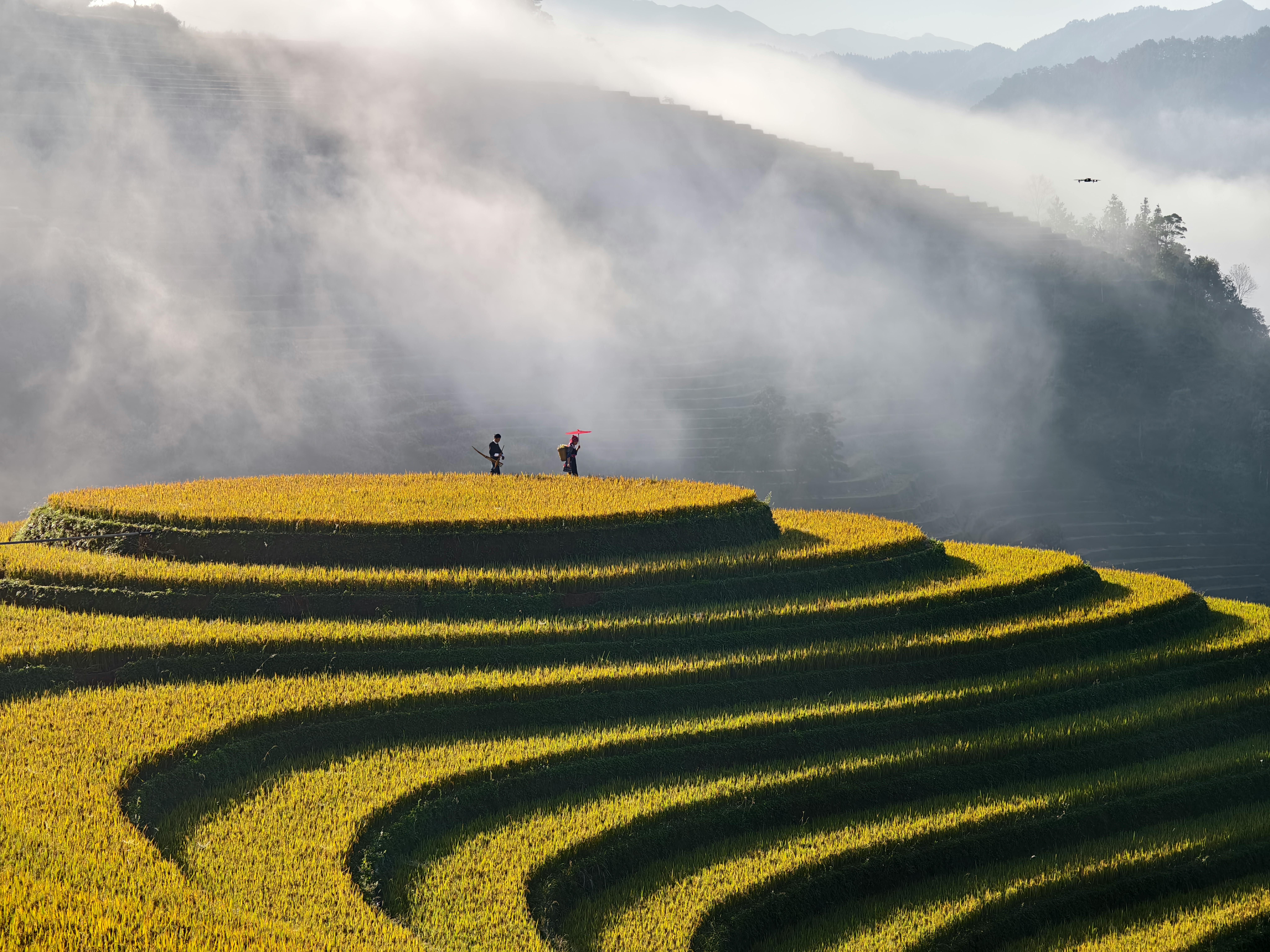 Photo de LES ABEILLES DE JEROME